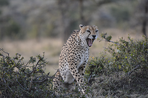 Male Cheetah - Maasai Mara